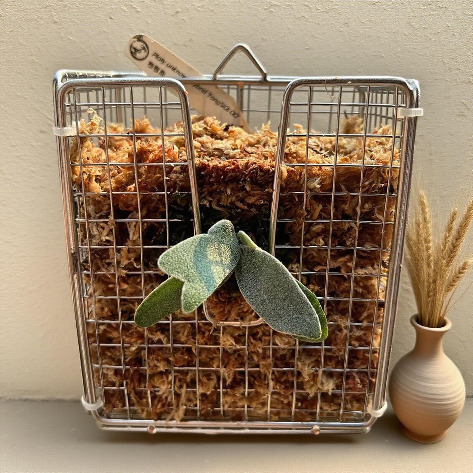 Zestaw do montażu paproci jele – Hanging Planter Basket recenzja i cena
