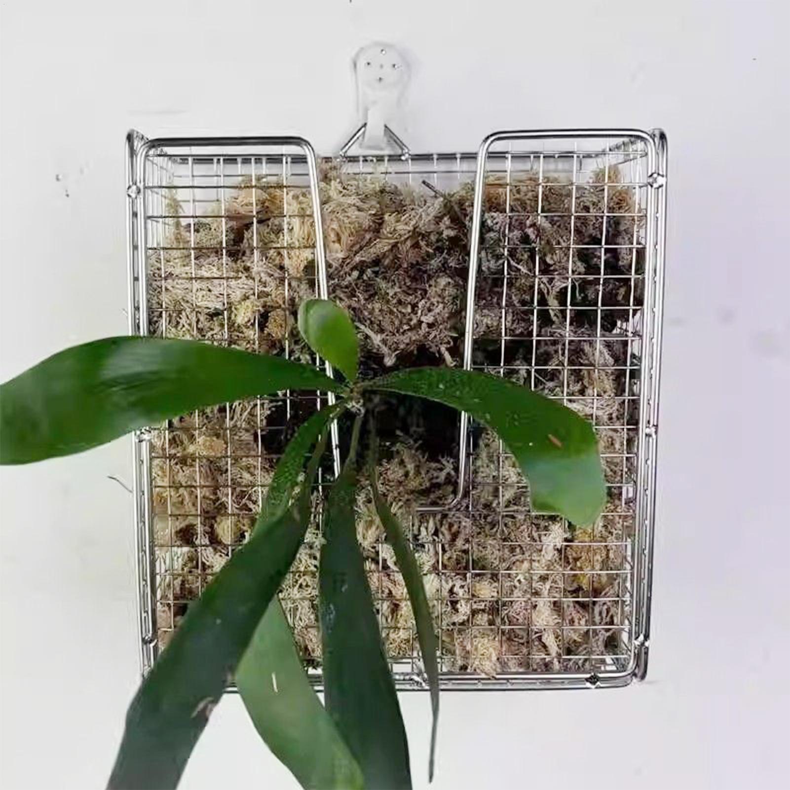 Zestaw do montażu paproci jele – Hanging Planter Basket recenzja i cena