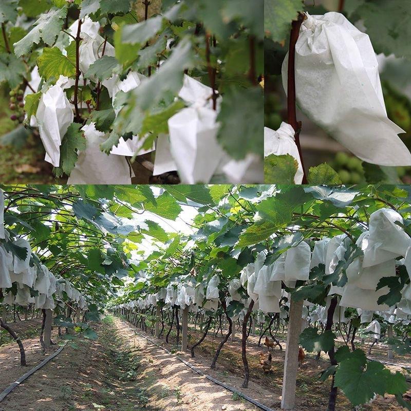 50 szt. Siatkowe worki do ochr – Grow Bags recenzja i cena