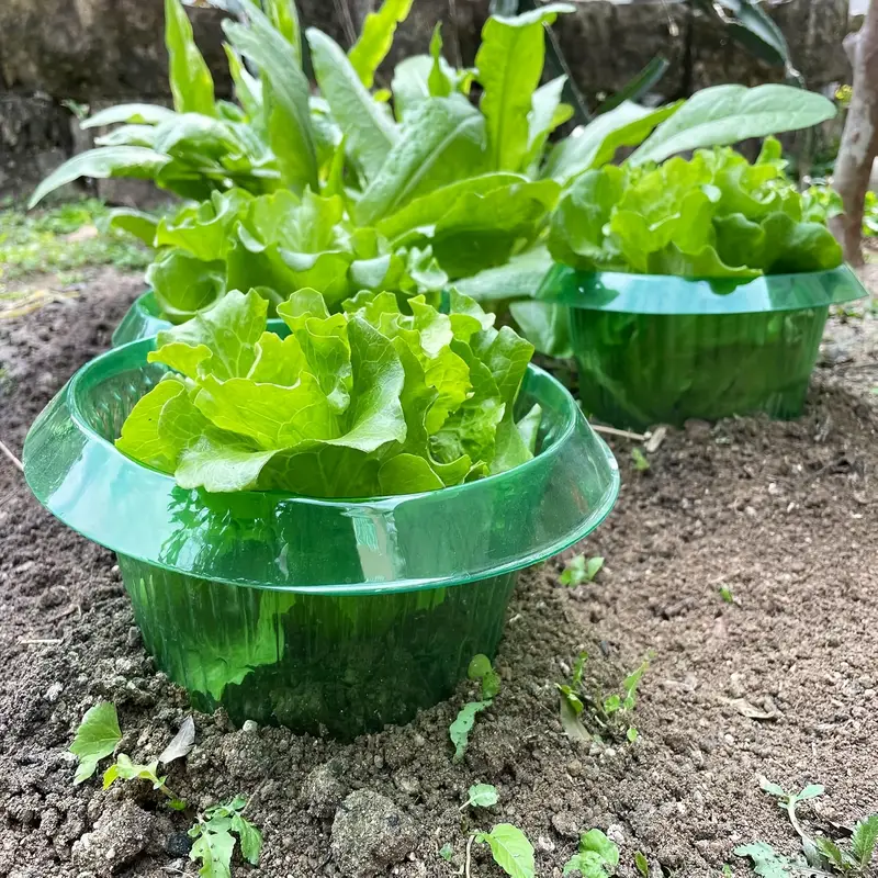 Ochrona roślin przed ślimakami – Gardening Tools Green recenzja i cena